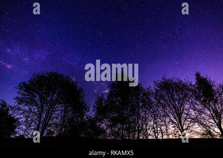 Silhouette von Baum am Nachthimmel mit vielen glänzenden Sterne am Nationalpark Stockfoto