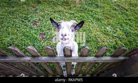 Eine Ziege stehend auf einem Zaun in die Kamera schaut Stockfoto