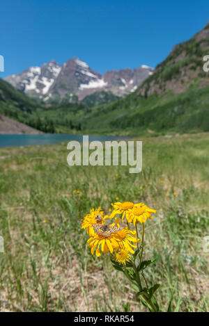 Die Maroon Bells, Gunnison und Pitkin County, Colorado, United States Stockfoto