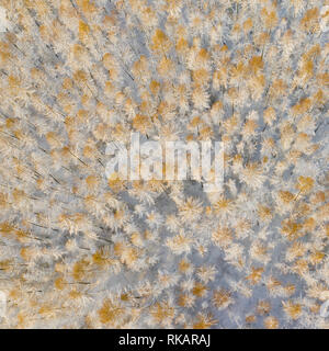 Luftaufnahme von einer winterlichen verschneiten Kiefernwald. Winter Forest Textur. Luftaufnahme. Antenne drone Ansicht einer Winterlandschaft. Schneebedeckten Wald. Ae Stockfoto