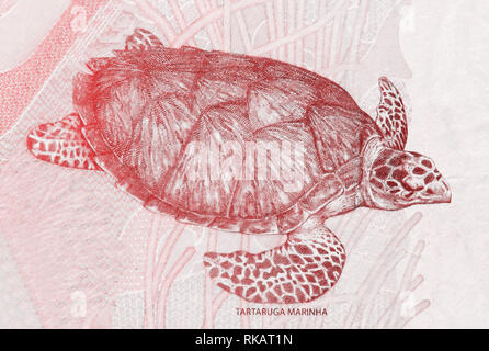 Echte Karettschildkröte auf dem Fragment von zwei brasilianischen Real Banknote close-up. Lebende Koralle Farbe getonte Bild Stockfoto