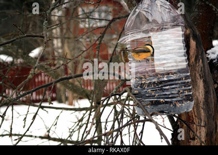 Ein Vogel essen Sonnenblumenkerne, die aus einer Zuführung einer Plastikflasche, winter Szene Stockfoto