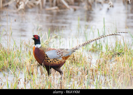 Ein männlicher Fasan Waten durch das Schilf am Strumpshaw Fen Stockfoto