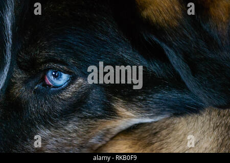Ein Husky mit markanten blauen Augen liegend Stockfoto