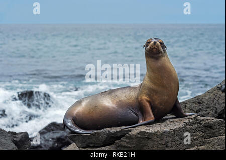 Galapagos Seelöwe (Zalophus wollebaeki) sitzen auf Lavasteinen, endemisch auf Galapagos Insel Floreana, Galapagos, Ecuador Stockfoto