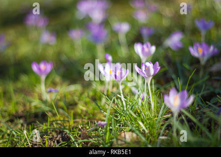 Ein Feld der Elfen crocus Stockfoto