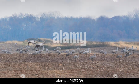 Mehrere Kanadakranichen weiden auf der Suche nach Essen wie andere Fliegen in das Feld ein. Stockfoto