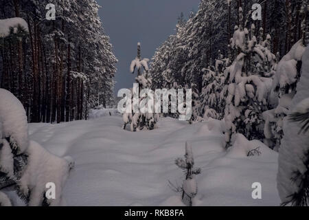 Schnee einsame Kiefer auf der Lichtung in der Nacht Winter Forest Stockfoto