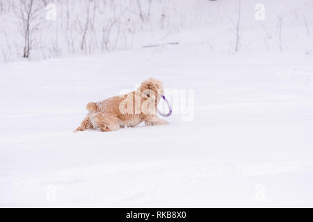 Cocker Spaniel mit ring Spielzeug im Schnee Stockfoto