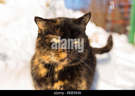 Funny Face von niedlichen langweiligen erwachsenen Katze stehend draußen im Schnee im Winter sonniger Tag. Horizontale Farbfotografie. Stockfoto