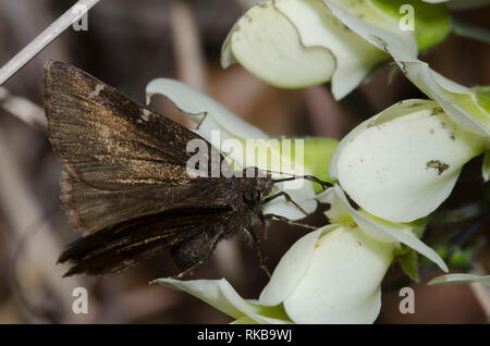 Northern Cloudywing, Cecropterus pylades, weiblicher Nektaring von Cream Wild Indigo, Baptisia bracteata Stockfoto