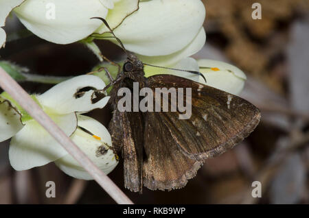 Northern Cloudywing, Cecropterus pylades, weiblicher Nektaring von Cream Wild Indigo, Baptisia bracteata Stockfoto