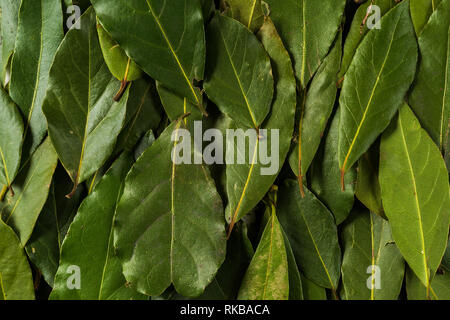 Flach der getrocknet Lorbeerblatt Hintergrund, Banner. Stockfoto