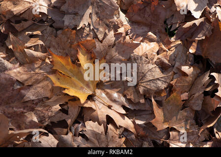 Auf dem Foto der Hintergrund mit Maple Leaves. In der Mitte des Blatts ist anders in der Mitte. Die Blätter sind trocken und alt Stockfoto