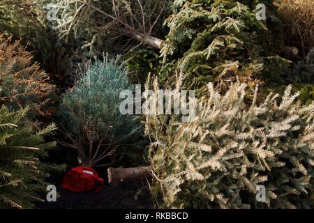 Nach den Feiertagen, ein Haufen von Weihnachtsbäume warten bis in mulch Boden von einem Wald Chipper. Stockfoto