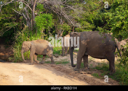 Wilde Elefanten essen Gras, Hurulu Eco Park, Sri Lanka. Hurulu Eco Park ist ein riesiges Gebiet mit Wald, Wiesen und Lagunen. Sein Haus zu Wildtieren wie l Stockfoto