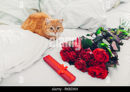 Bouquete von Rosen und geschenkbox als Überraschung zum Valentinstag links am Bett zu Hause. Katze liegend durch präsentiert Stockfoto