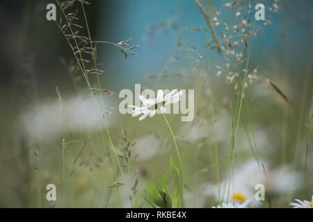 Schönen weißen Gänseblümchen Blumen wachsen außerhalb in den Wilden grünen Gras im grünen Wiese. Horizontale Farbfotografie. Stockfoto