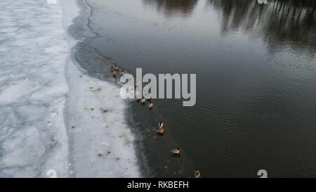 Enten schwimmen und baden im kalten Wasser auf einem zugefrorenen See Stockfoto