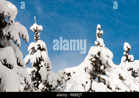 Schöne, minimalistische, Grafik gegenübergestellt, in verschneiten Baumwipfeln auf Blau, hellen, sonnigen Himmel im Winter Fichte. Stockfoto