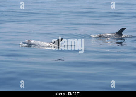 Zwei Rundkopfdelphine Dolphin (Grampus griseus) Schwimmen träge auf einem ruhigen Tag vor der Insel Catalina in Kalifornien Stockfoto