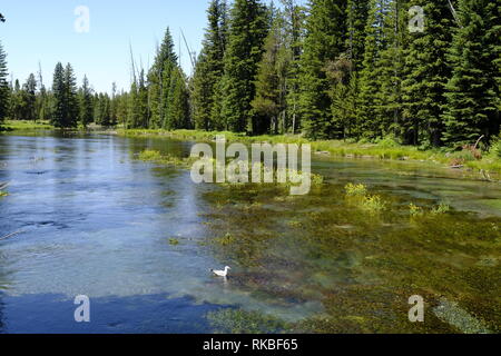 Großen Federn auf die Gabel des Henrys, Snake River, Idaho Stockfoto