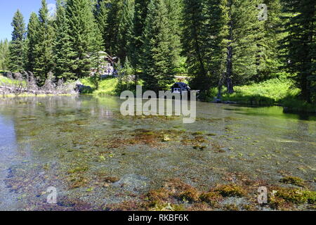 Großen Federn auf die Gabel des Henrys, Snake River, Idaho Stockfoto