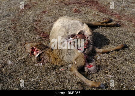 Elch Kalb geschlachtet, von Wolf Stockfoto