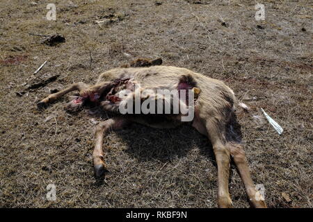 Elch Kalb geschlachtet, von Wolf Stockfoto