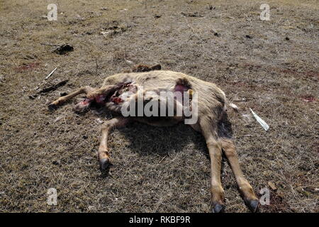 Elch Kalb geschlachtet, von Wolf Stockfoto