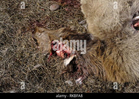 Elch Kalb geschlachtet, von Wolf Stockfoto