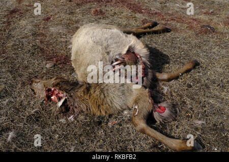 Elch Kalb geschlachtet, von Wolf Stockfoto