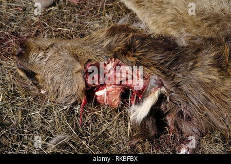 Elch Kalb geschlachtet, von Wolf Stockfoto