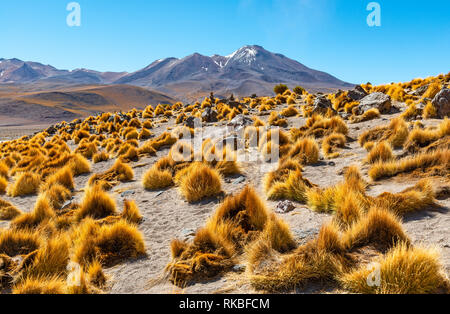 Landschaft der majestätischen Anden mit Stipa Itchu Anden Gras im Altiplano zwischen Peru und Bolivien, Südamerika. Stockfoto