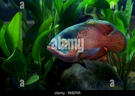 Astronotus ocellatus oder Oscar Fische im Aquarium Stockfoto