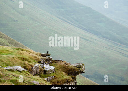 Ein Rabe (Corvus Corax) sitzt auf der Kante von einem Berg in den Black Mountains, Wales, UK. Stockfoto