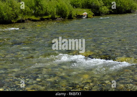 Wildhorse Creek, Idaho Stockfoto