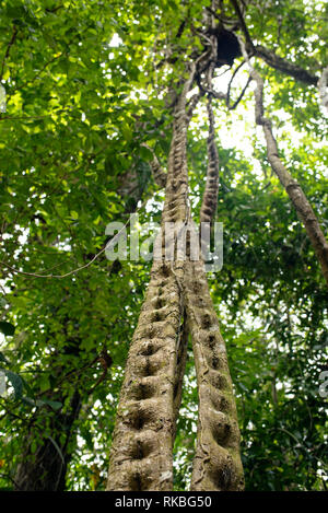 Tropischer Regenwald Laub: Liana jungle Vine. Tayrona Nationalpark, Kolumbien. Sep 2018 Stockfoto