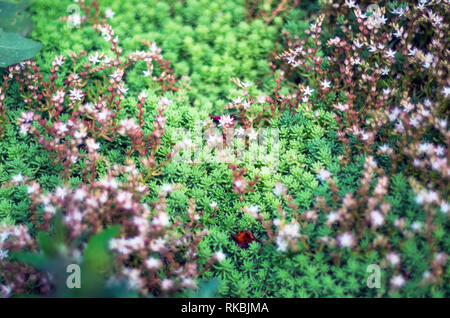 Blühende englische Mauerpfeffer, Sedum Anglicum. Sukkulente Pflanze mit Sternförmigen weißen Blüten. Garten Zierpflanzen Stockfoto