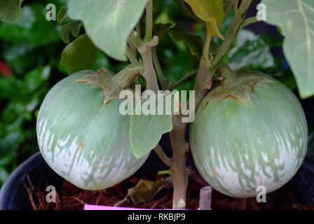 Nicht mit Thai Auberginen, bei denen es sich um essbare Sorten der Aubergine Arten Urtica verwechselt werden. Stockfoto