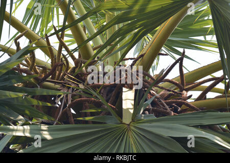 Toddy oder Zucker Palmen (Borassus flabellifer), Sugar Palm Blume auf der Oberseite des Sugar Palm Tree Stockfoto