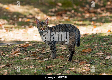 Erschrocken oder neugierige Katze, mit Blick auf die Kamera aus sicherer Entfernung. schönen Herbsttag und Gras voll der getrockneten Blätter Stockfoto