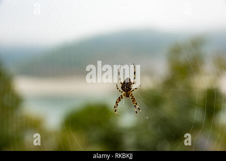 Eine große Spinne braune Farbe, hängen an seinen spderweb, und warten auf seine Beute. Stockfoto