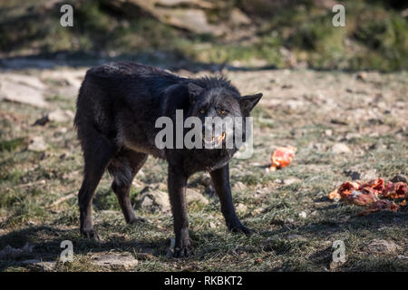 Black Wolf im Wald Stockfoto