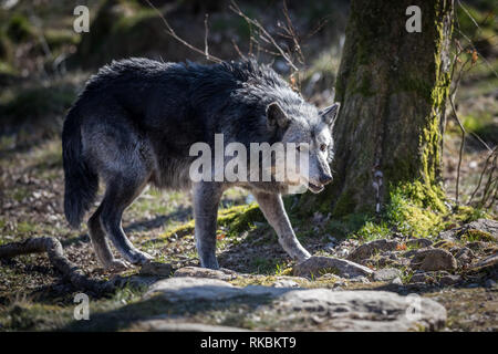 Black Wolf im Wald Stockfoto