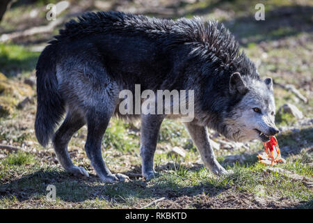 Black Wolf im Wald Stockfoto