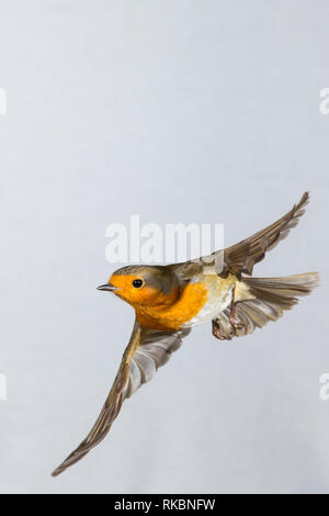 Rotkehlchen, fliegend, im Flug, Flugbild, Erithacus rubecula, Robin, Robin, Robin redbreast, Flug, Fliegen, Le Rouge-Gorge familier Stockfoto