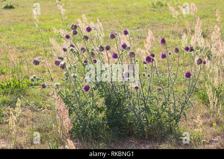 Nickende Distel, Bisamdistel, Carduus nutans, Moschus Distel, Nicken plumeless Distel, Thistle nickend, Le Chardon penché Stockfoto