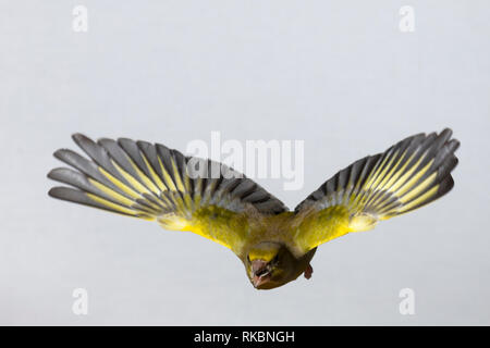 Grünfink, Grünling, Männchen, Flug, Flugbild, fliegend, mit Vogelfutter im Schnabel, Grün-Fink, Chloris chloris, Carduelis chloris, Grünfink, männlich, Stockfoto