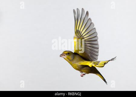 Grünfink, Grünling, Männchen, Flug, Flugbild, fliegend, mit Vogelfutter im Schnabel, Grün-Fink, Chloris chloris, Carduelis chloris, Grünfink, männlich, Stockfoto